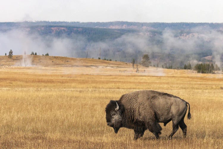 American Bison. Yellowstone National Park, Wyoming I