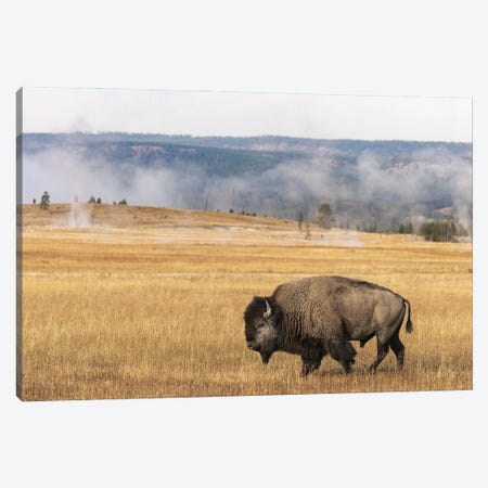 American Bison. Yellowstone National Park, Wyoming I Canvas Print #AJO115} by Adam Jones Canvas Artwork