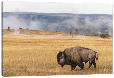 American Bison. Yellowstone National Park, Wyoming I Canvas Art Print - Yellowstone National Park Art