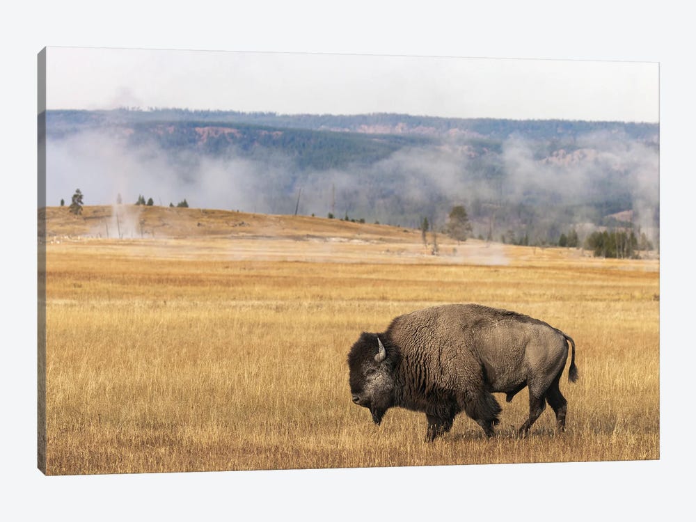 American Bison. Yellowstone National Park, Wyoming I by Adam Jones 1-piece Canvas Art Print