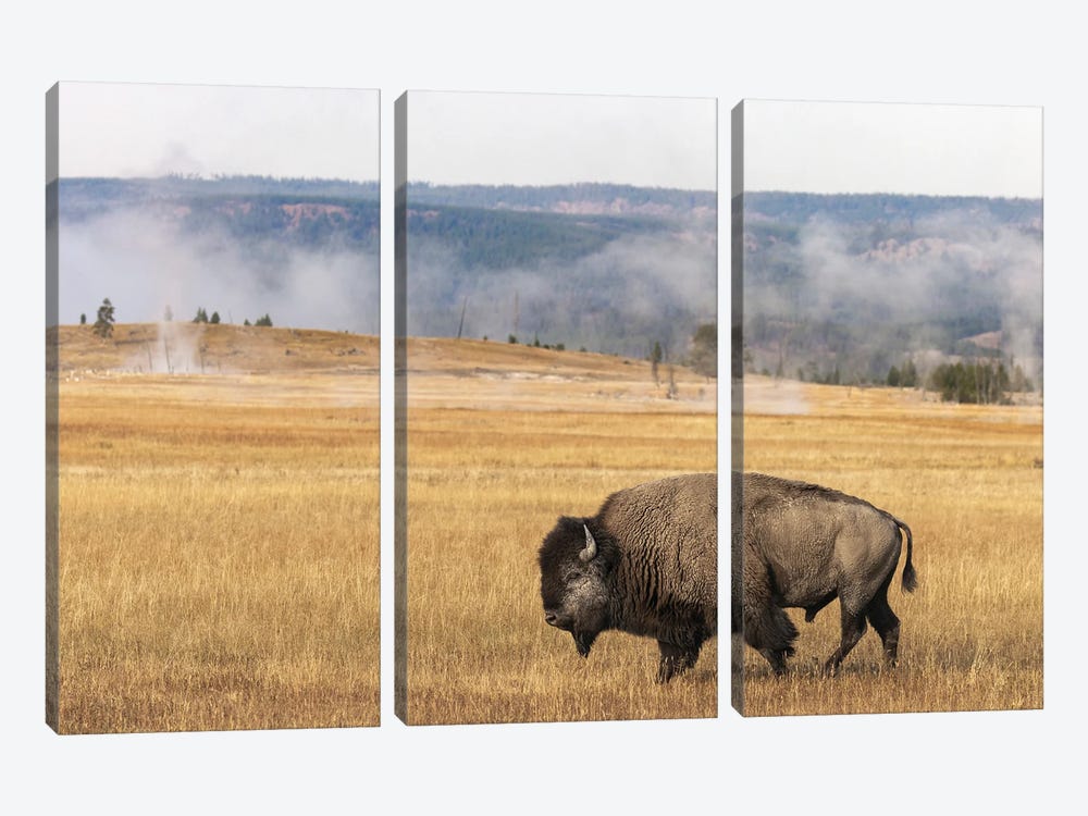 American Bison. Yellowstone National Park, Wyoming I by Adam Jones 3-piece Canvas Print
