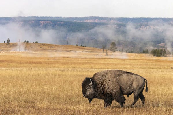 Yellowstone National Park: American Bison I. Yellowstone National Park, Wyoming by Adam Jones