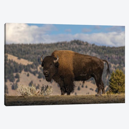 American Bison. Yellowstone National Park, Wyoming II Canvas Print #AJO116} by Adam Jones Canvas Wall Art