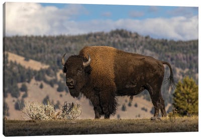 American Bison. Yellowstone National Park, Wyoming II Canvas Art Print - Yellowstone National Park Art