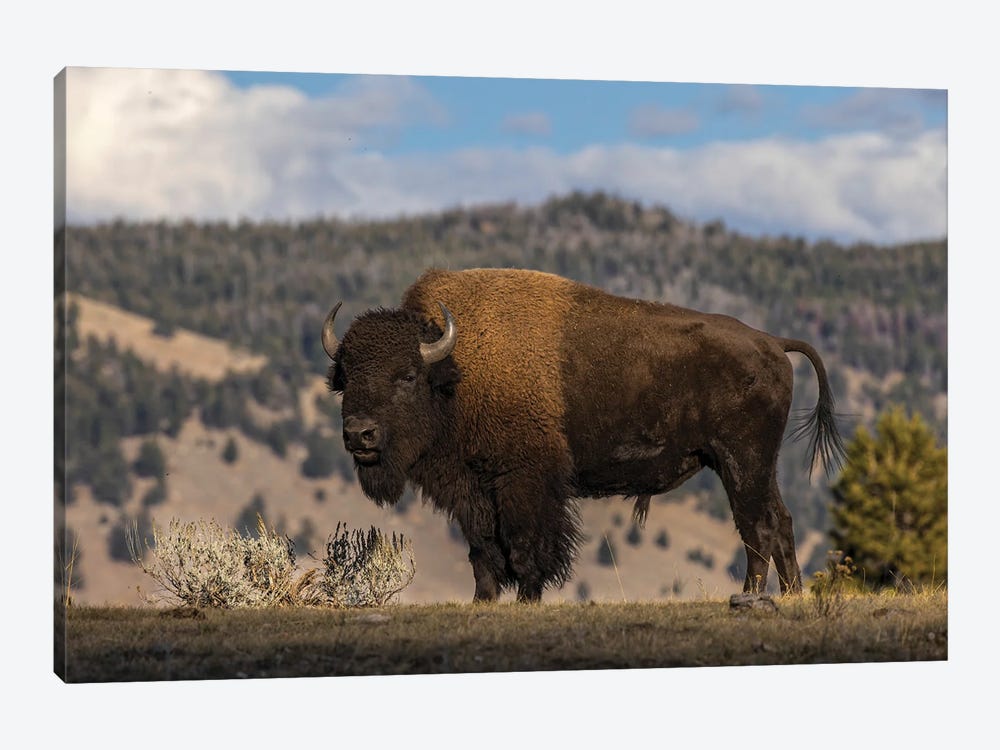 American Bison. Yellowstone National Park, Wyoming II by Adam Jones 1-piece Canvas Artwork