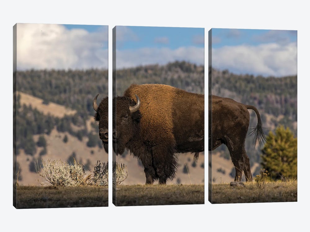 American Bison. Yellowstone National Park, Wyoming II by Adam Jones 3-piece Canvas Art