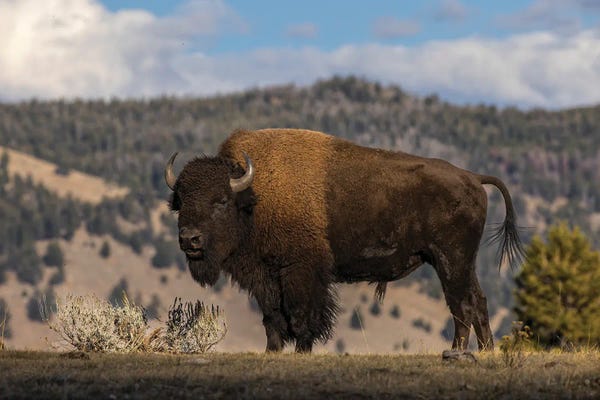 Yellowstone National Park: American Bison II. Yellowstone National Park, Wyoming by Adam Jones