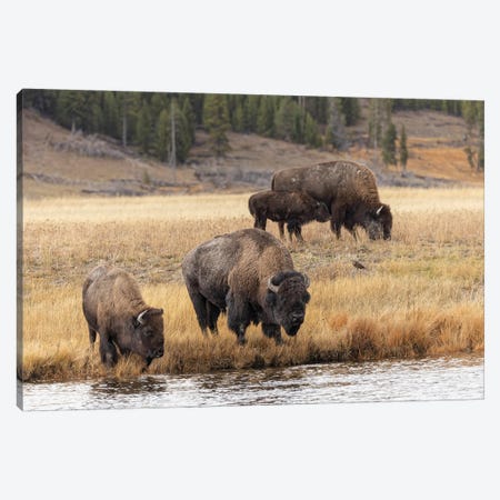 American Bison. Yellowstone National Park, Wyoming III Canvas Print #AJO117} by Adam Jones Canvas Artwork