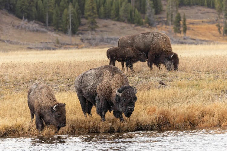 American Bison. Yellowstone National Park, Wyoming III by Adam Jones wall art