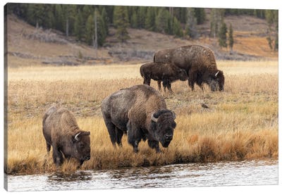 American Bison. Yellowstone National Park, Wyoming III Canvas Art Print - Adam Jones