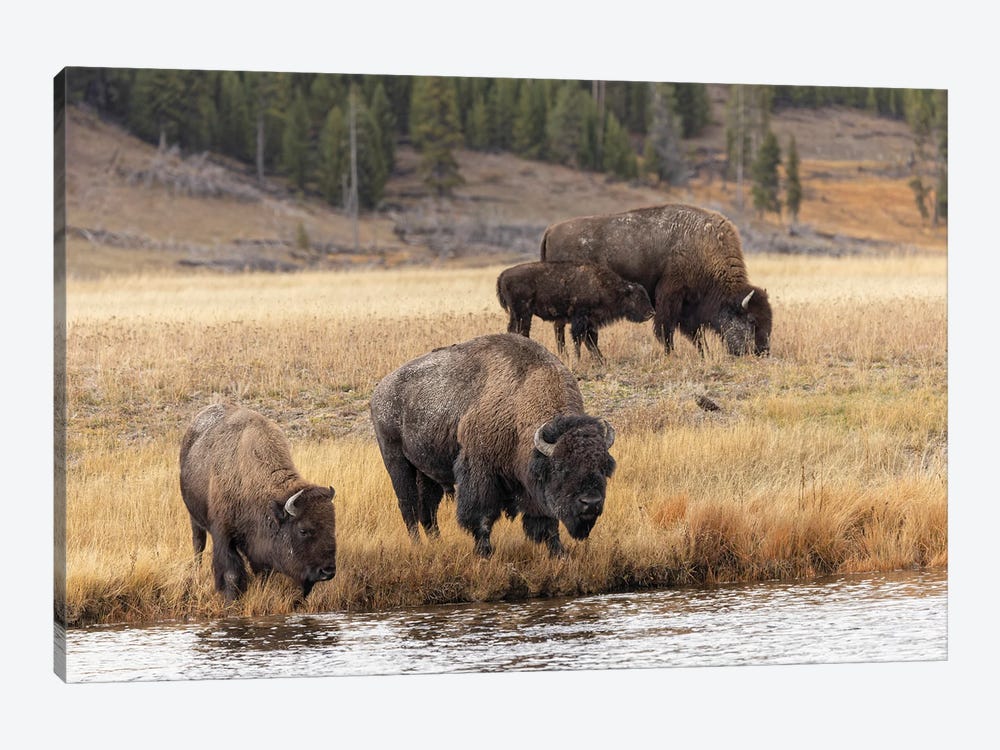 American Bison. Yellowstone National Park, Wyoming III by Adam Jones 1-piece Canvas Art Print