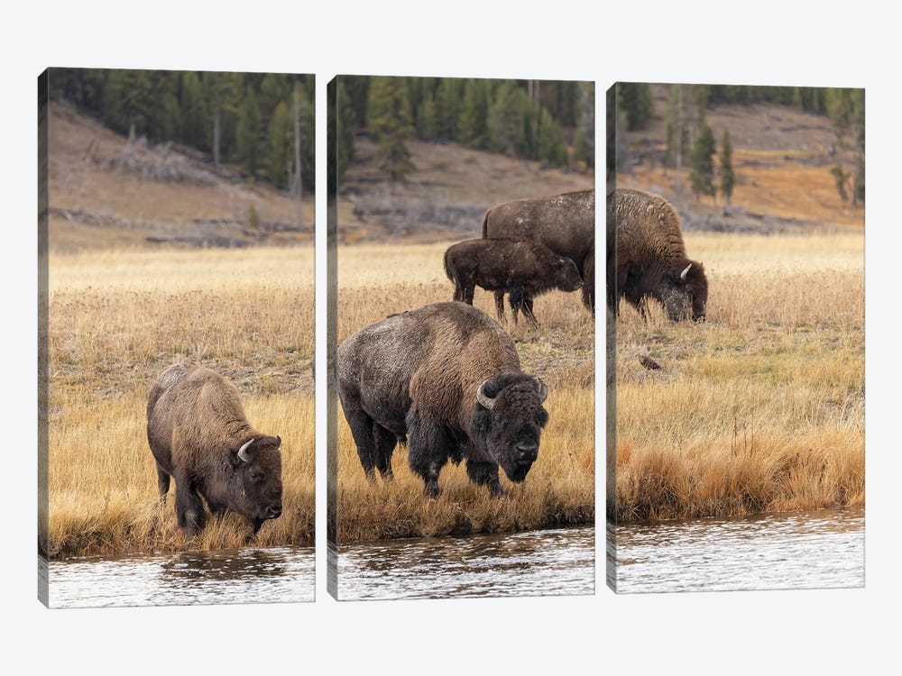 American Bison. Yellowstone National Park, Wyoming III by Adam Jones 3-piece Art Print