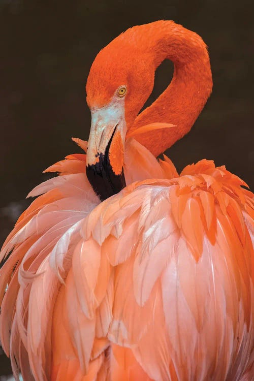 American Flamingo Preening Feathers