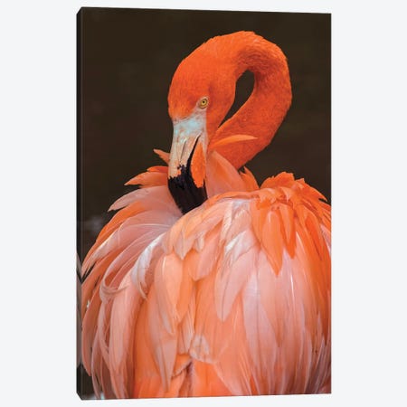 American Flamingo Preening Feathers Canvas Print #AJO118} by Adam Jones Art Print