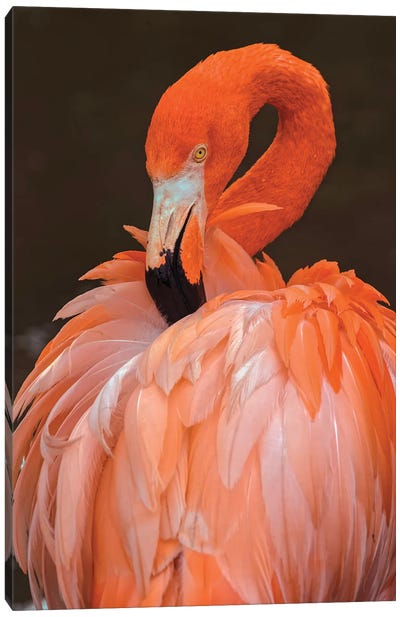 American Flamingo Preening Feathers Canvas Art Print - Adam Jones