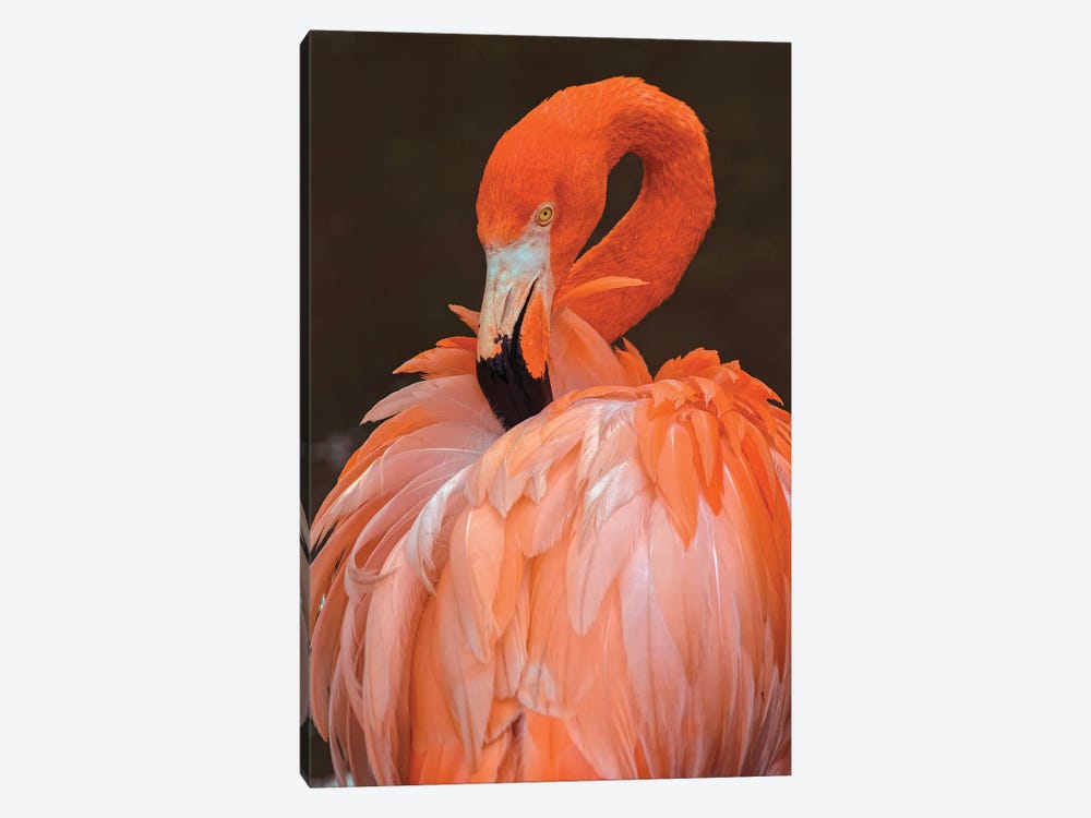 American Flamingo Preening Feathers by Adam Jones 1-piece Canvas Art