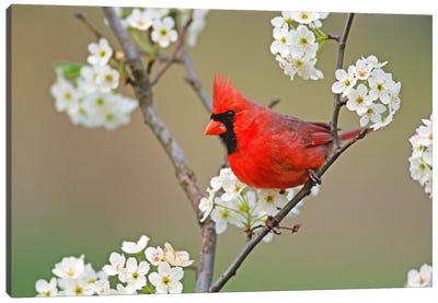 Male Northern Cardinal Among Pear Tree Blossoms, Kentucky, USA Canvas Art Print - Cardinal Art
