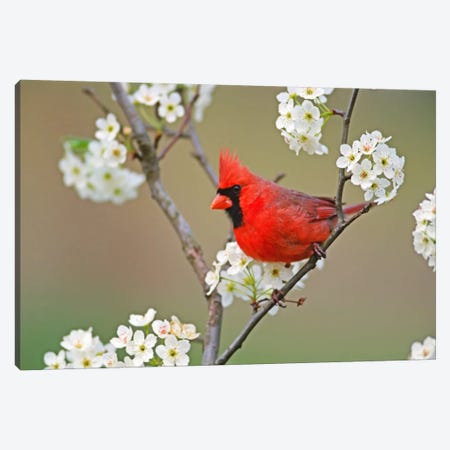 Male Northern Cardinal Among Pear Tree Blossoms, Kentucky, USA Canvas Print #AJO11} by Adam Jones Canvas Print