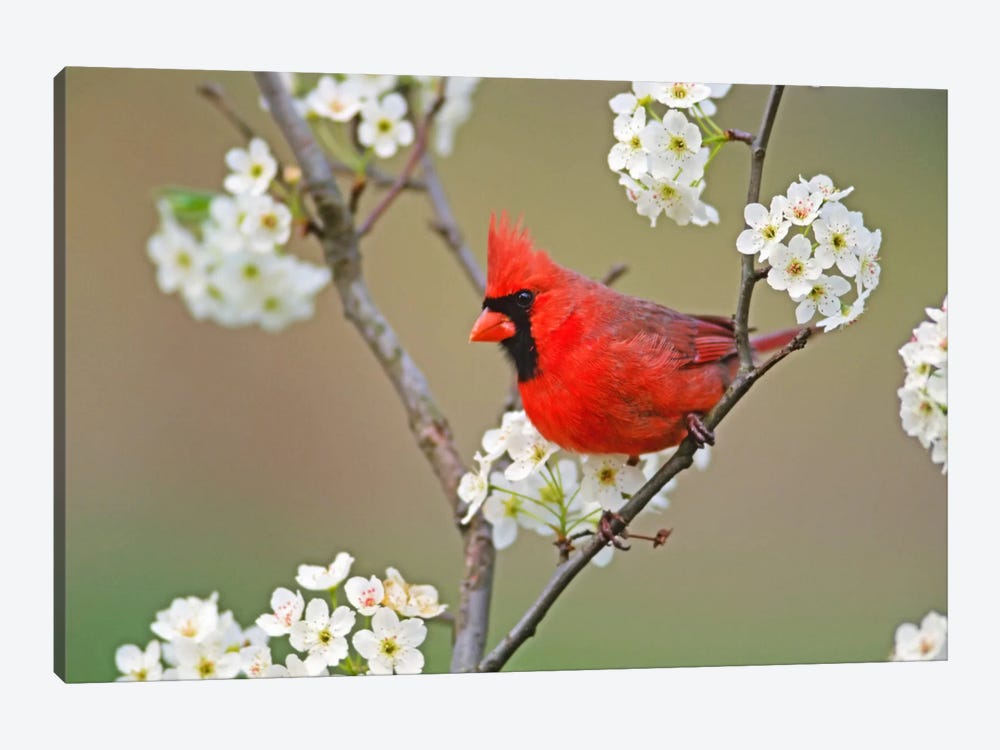 Male Northern Cardinal Among Pear Tree Blossoms, Kentucky, USA by Adam Jones 1-piece Canvas Print