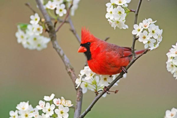 Cardinals: Male Northern Cardinal Among Pear Tree Blossoms, Kentucky, USA by Adam Jones