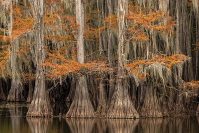 Bald Cypress Tree Draped In Spanish Moss With Fall Colors. Caddo Lake State Park, Uncertain, Texas by Adam Jones framed canvas print