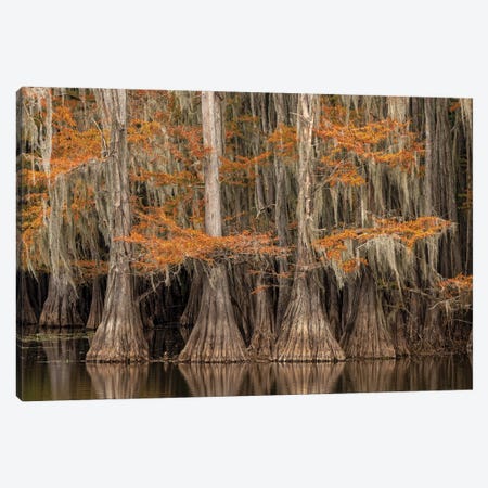 Bald Cypress Tree Draped In Spanish Moss With Fall Colors. Caddo Lake State Park, Uncertain, Texas Canvas Print #AJO121} by Adam Jones Canvas Art