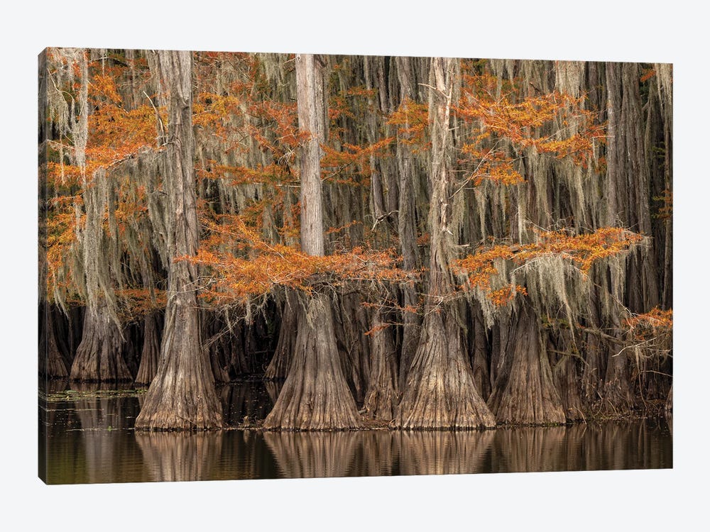 Bald Cypress Tree Draped In Spanish Moss With Fall Colors. Caddo Lake State Park, Uncertain, Texas by Adam Jones 1-piece Canvas Art