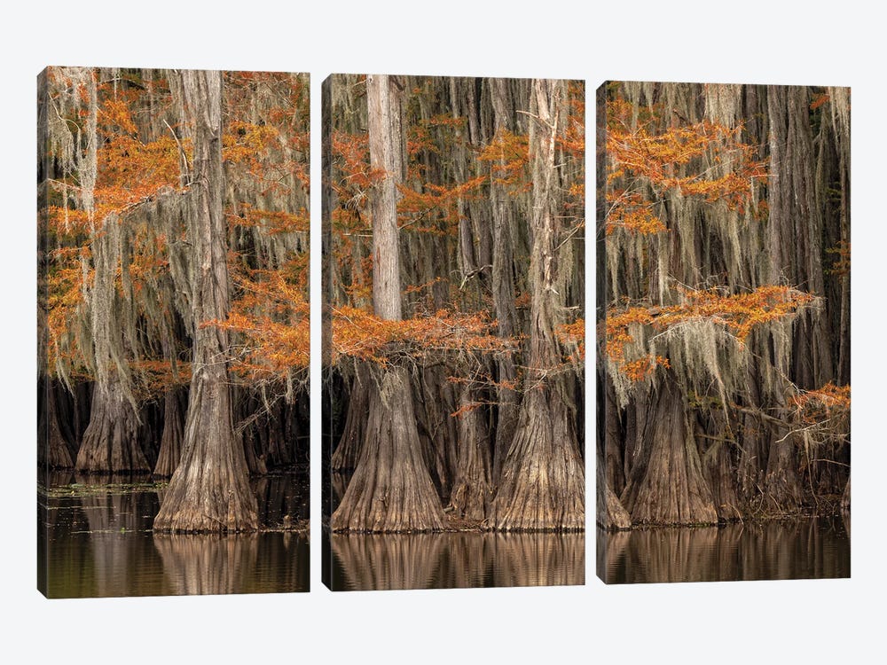 Bald Cypress Tree Draped In Spanish Moss With Fall Colors. Caddo Lake State Park, Uncertain, Texas by Adam Jones 3-piece Canvas Artwork