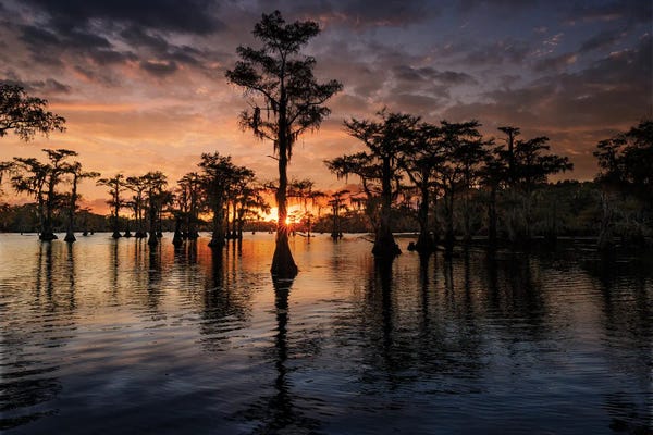 Lake Sunrises & Sunsets: Bald Cypress Trees Silhouetted At Sunset. Caddo Lake, Uncertain, Texas by Adam Jones