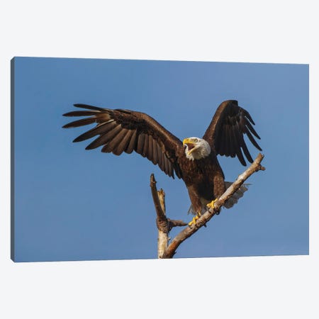 Bald Eagle Flying, Florida Canvas Print #AJO123} by Adam Jones Canvas Wall Art