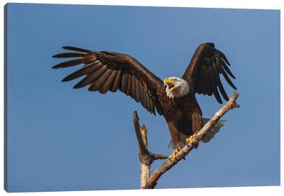 Bald Eagle Flying, Florida Canvas Art Print - Eagle Art