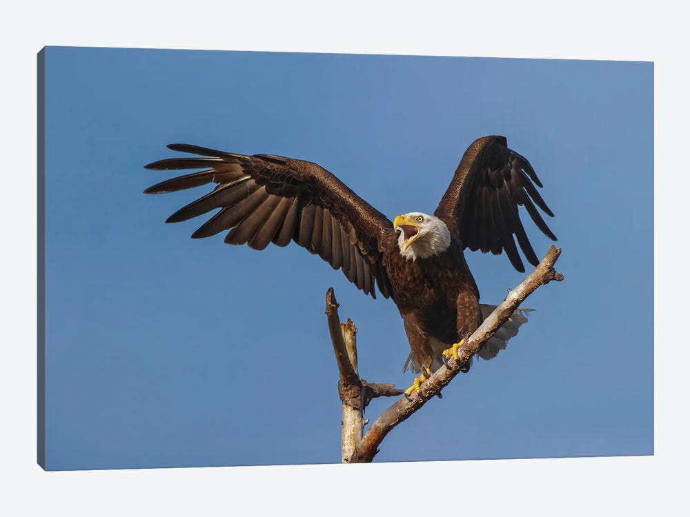 Bald Eagle Flying, Florida by Adam Jones 1-piece Canvas Art
