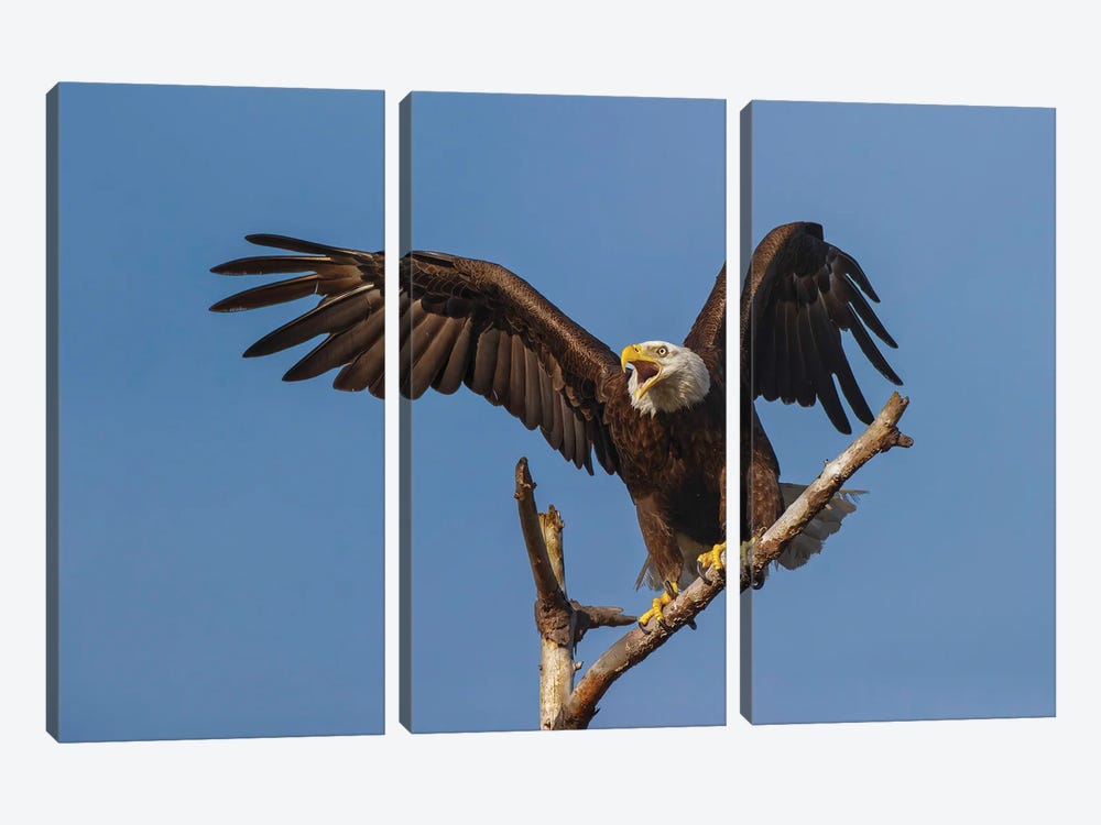 Bald Eagle Flying, Florida by Adam Jones 3-piece Canvas Art