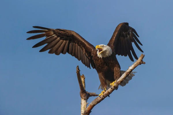Florida: Bald Eagle Flying, Florida by Adam Jones