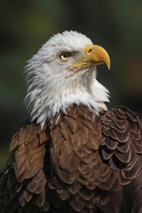 Bald Eagle, Florida