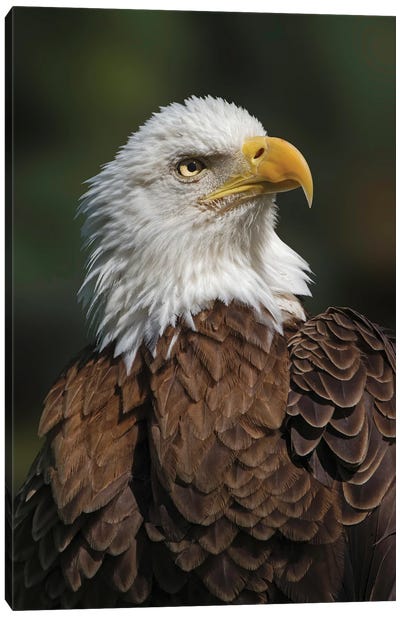 Bald Eagle, Florida Canvas Art Print - Eagle Art