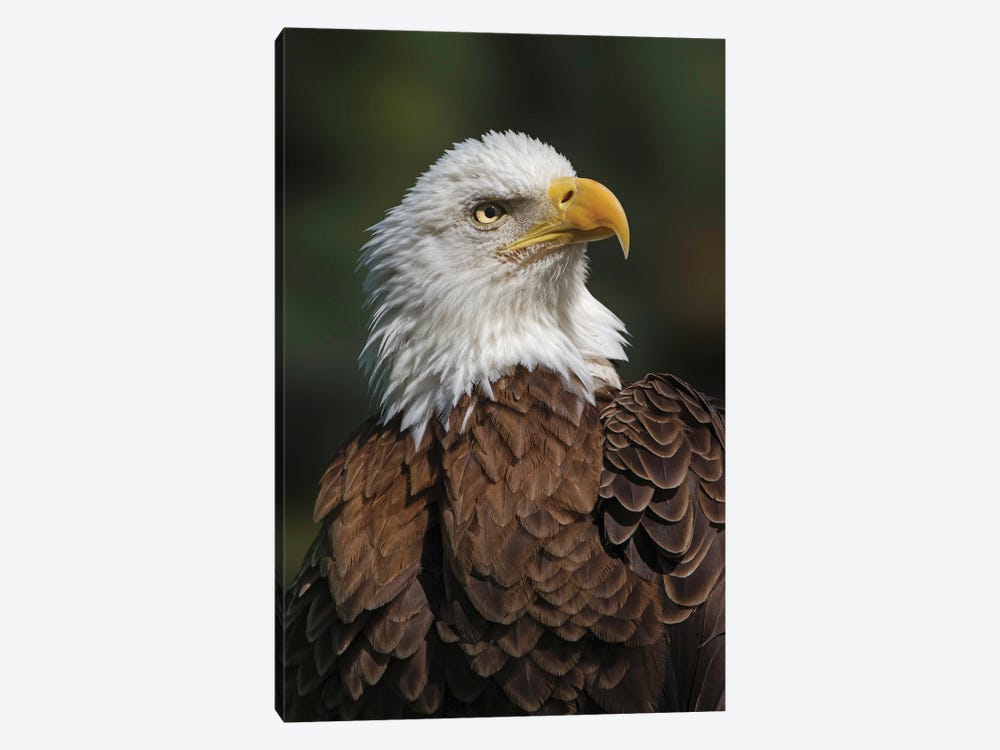 Bald Eagle, Florida by Adam Jones 1-piece Art Print