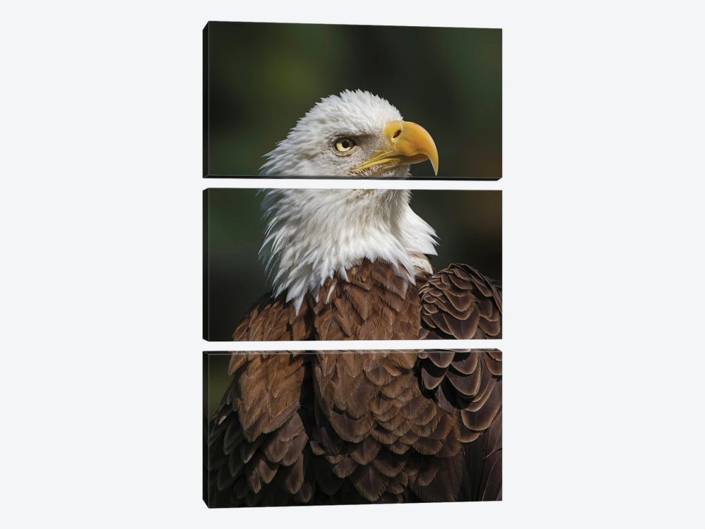 Bald Eagle, Florida by Adam Jones 3-piece Canvas Print