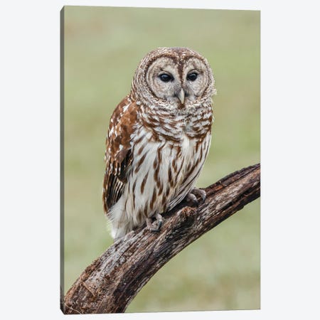 Barred Owl, Strix Varia, Florida Canvas Print #AJO125} by Adam Jones Art Print