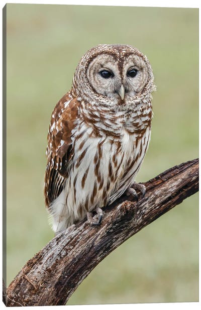 Barred Owl, Strix Varia, Florida Canvas Art Print