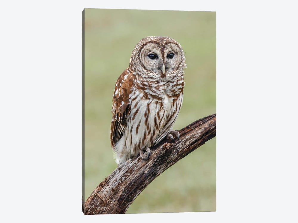 Barred Owl, Strix Varia, Florida by Adam Jones 1-piece Canvas Wall Art