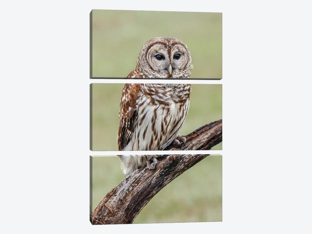 Barred Owl, Strix Varia, Florida by Adam Jones 3-piece Canvas Wall Art