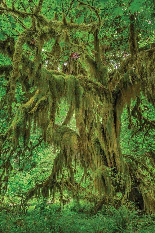 Big Leaf Maple Tree Draped With Club Moss, Hoh Rainforest, Olympic National Park, Washington State