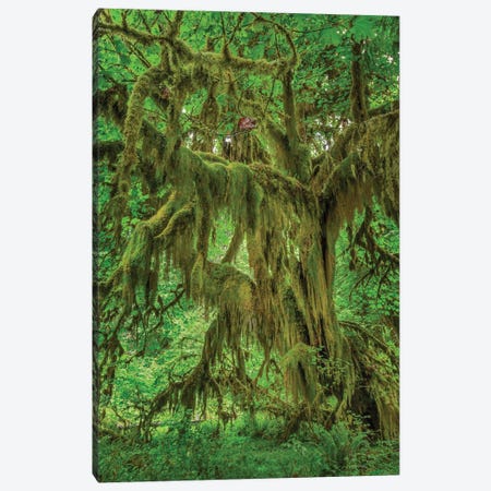 Big Leaf Maple Tree Draped With Club Moss, Hoh Rainforest, Olympic National Park, Washington State Canvas Print #AJO126} by Adam Jones Canvas Art Print