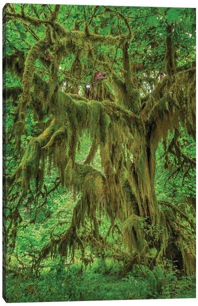 Big Leaf Maple Tree Draped With Club Moss, Hoh Rainforest, Olympic National Park, Washington State Canvas Art Print - Adam Jones