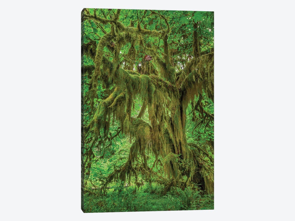 Big Leaf Maple Tree Draped With Club Moss, Hoh Rainforest, Olympic National Park, Washington State by Adam Jones 1-piece Canvas Print