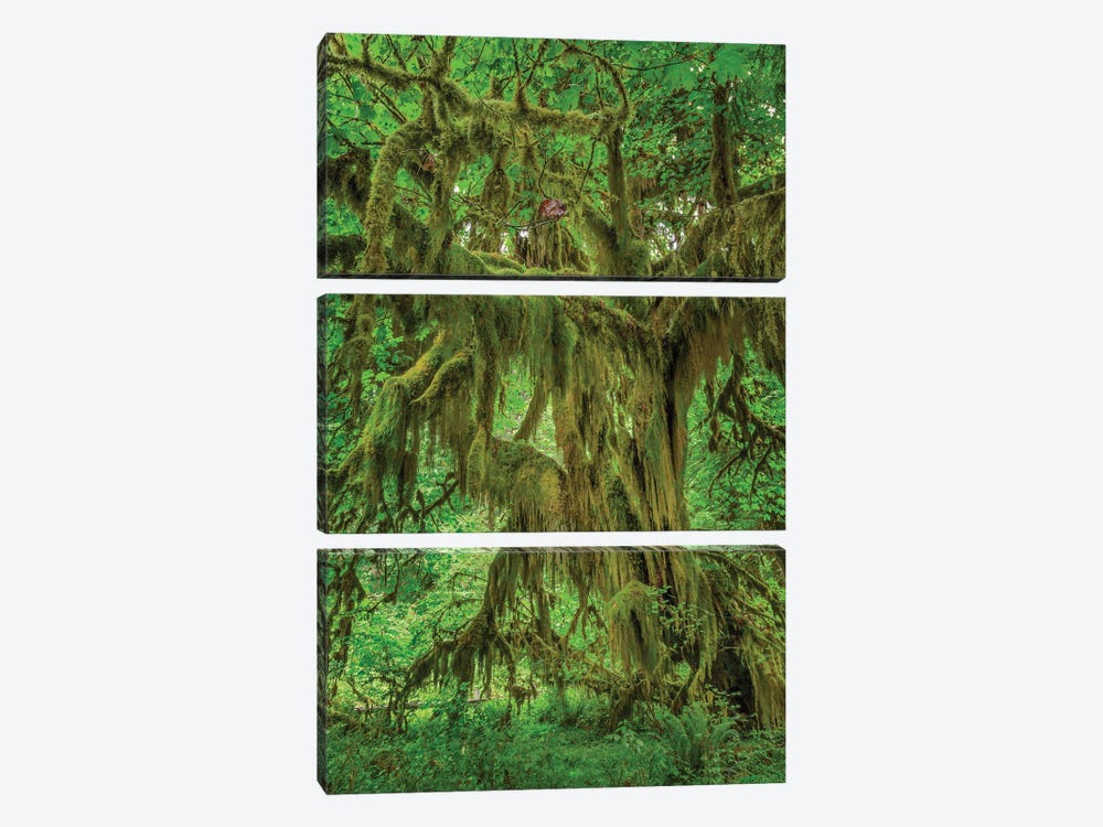 Big Leaf Maple Tree Draped With Club Moss, Hoh Rainforest, Olympic National Park, Washington State by Adam Jones 3-piece Canvas Print