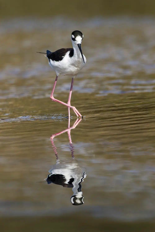 Black-Necked Stilt, Myakka River State Park, Florida by Adam Jones wall art