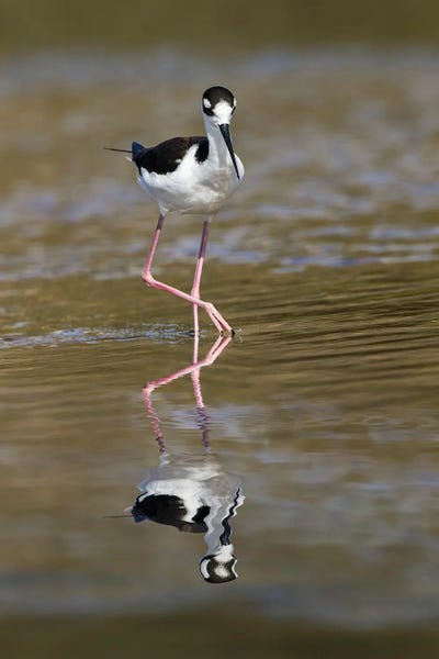 Florida: Black-Necked Stilt, Myakka River State Park, Florida by Adam Jones