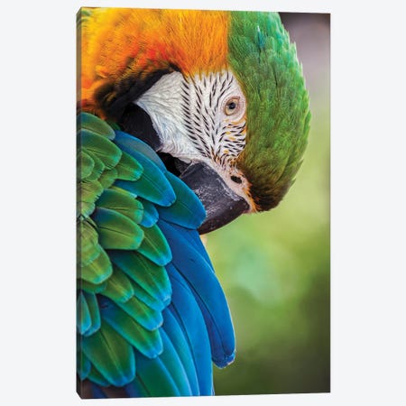 Blue And Gold Macaw Canvas Print #AJO128} by Adam Jones Canvas Artwork